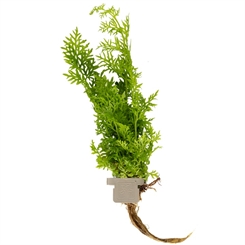 Ceratopteris thalictroides 005A CLP